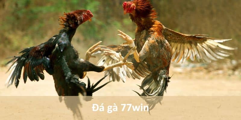 Đá gà 77win - Sàn đấu giải trí trực tuyến đỉnh cao