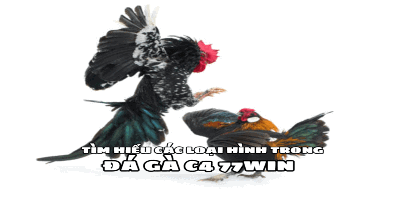 Đá Gà C4 77win – Tìm Hiểu Ưu Điểm, Cách Chơi Từ Chuyên Gia