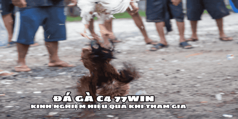 Đá Gà C4 77win – Tìm Hiểu Ưu Điểm, Cách Chơi Từ Chuyên Gia