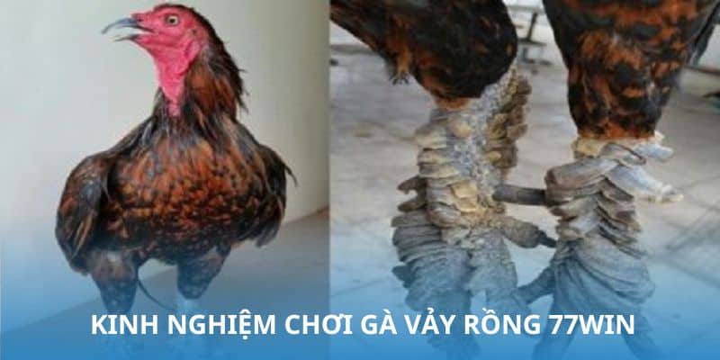 Gà vảy rồng 77win - Khám phá thiên đường của linh kê