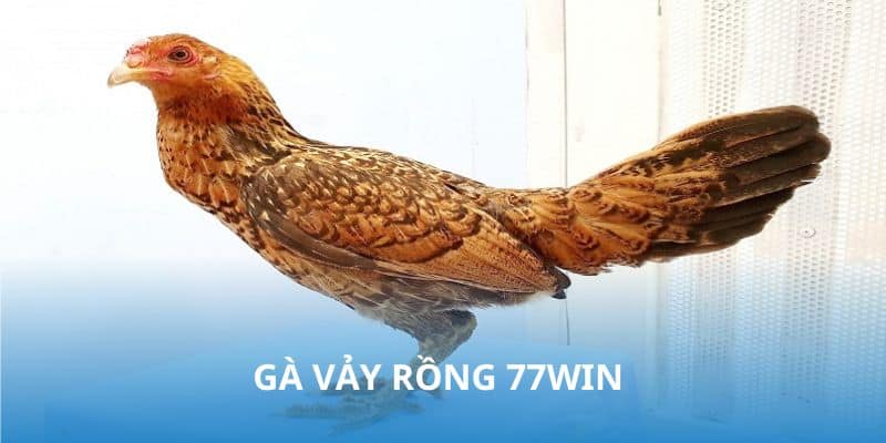 gà vảy rồng 77win